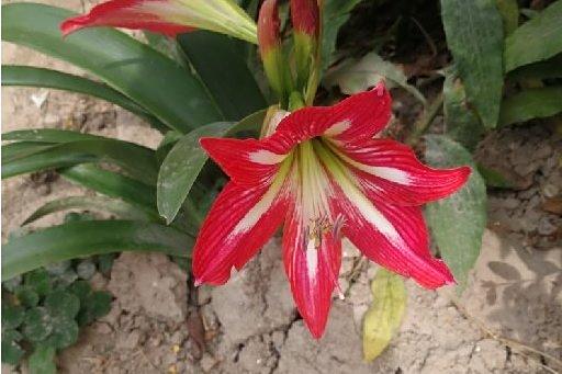 經花14號 經花14號