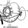 門脈高壓症