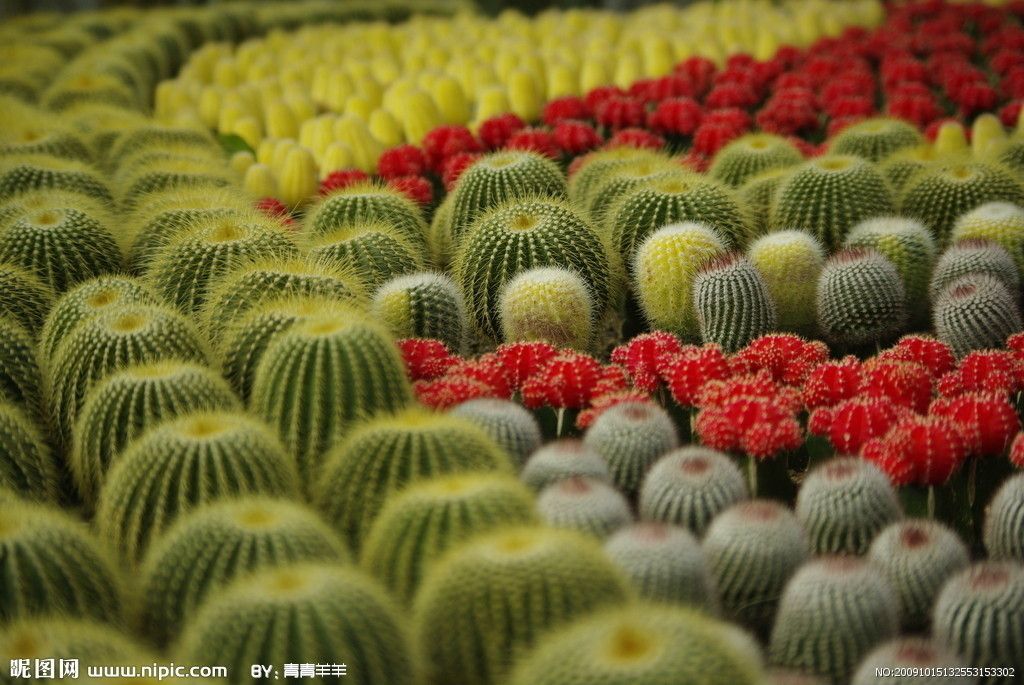 毛毛剌剌 毛毛剌剌