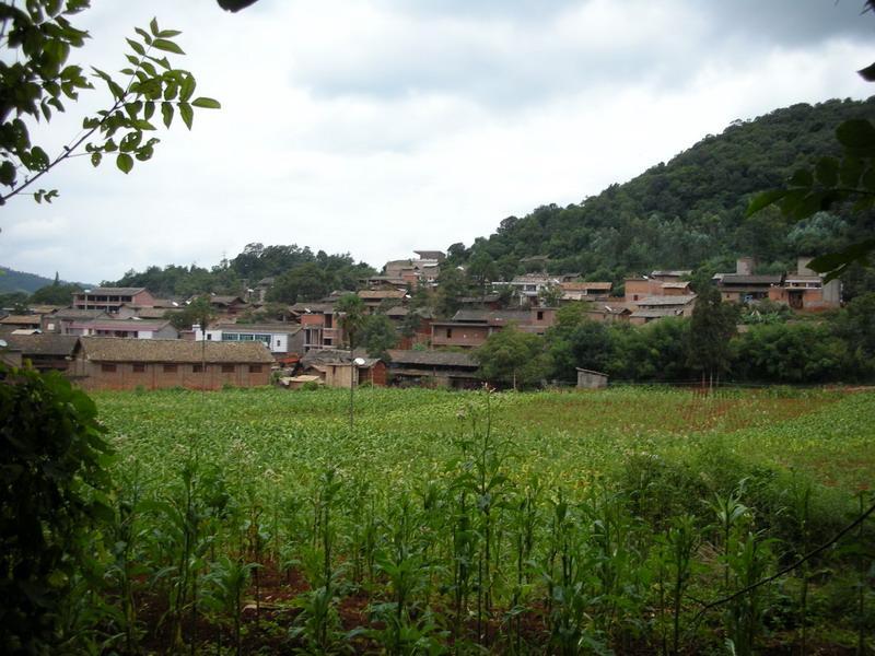 林樹村 林樹村
