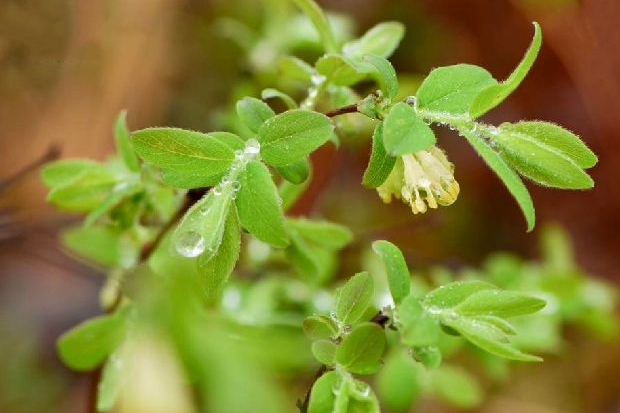 Lonicera caerulea \x27Borealis\x27