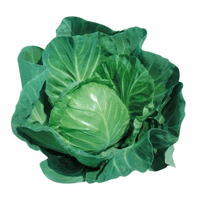 中甘22號 中甘22號