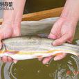 新疆雅羅魚 新疆雅羅魚
