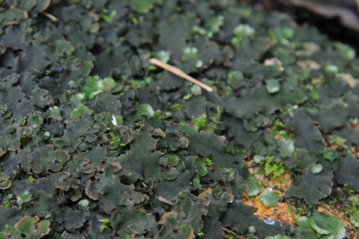 復叉苔屬 復叉苔屬