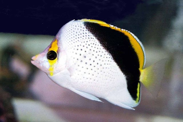 斜蝴蝶魚 斜蝴蝶魚