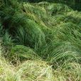 叢生苔草 叢生苔草