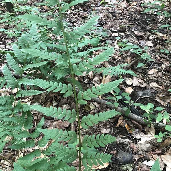 Dryopteris clintoniana