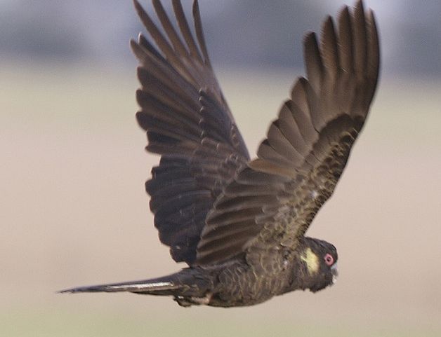 黑鳳頭鸚鵡3