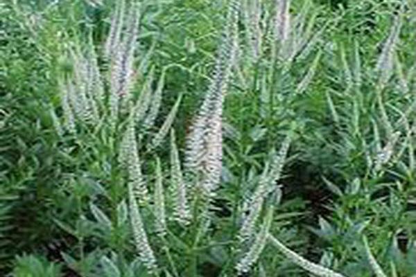 Veronicastrum virginicum Veronicastrum virginicum