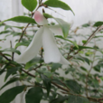 微花連蕊茶 微花連蕊茶