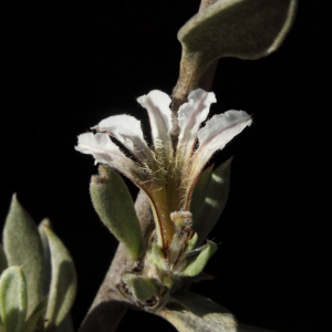 Scaevola sericophylla