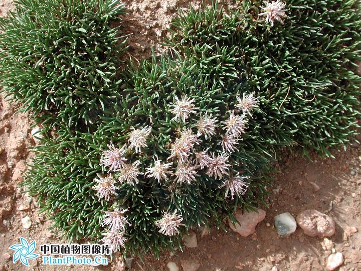 鑽葉風毛菊 鑽葉風毛菊
