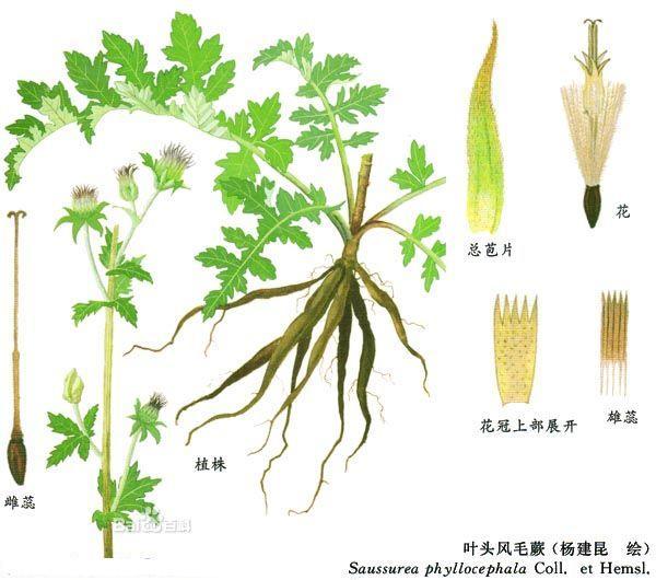 葉頭風毛菊 葉頭風毛菊