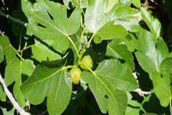 Ficus carica Ficus carica