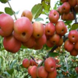 冬紅海棠 冬紅海棠