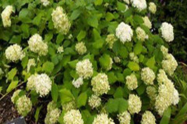 Hydrangea arborescens LIL ANNIE Hydrangea arborescens LIL ANNIE