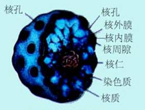細胞核結構