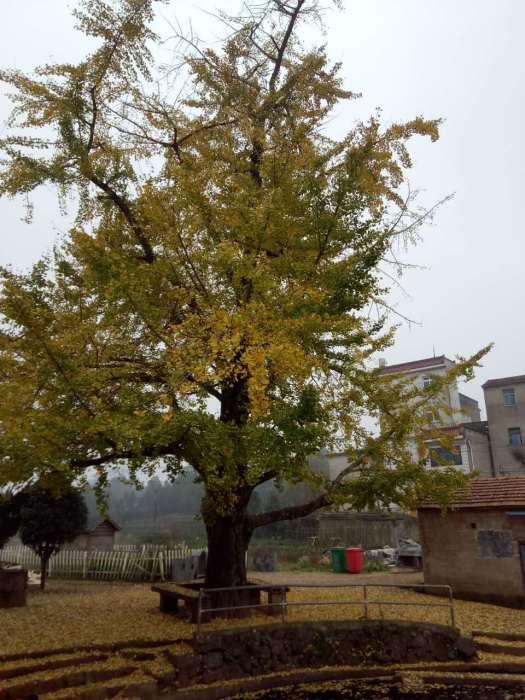 蔡家灣村 蔡家灣村