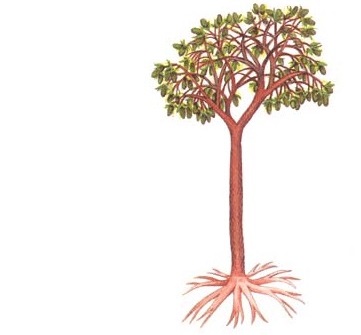 湯山亞鱗木