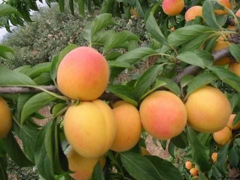 垂枝杏 垂枝杏