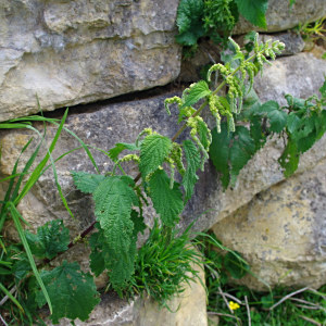 Urtica leptophylla