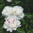 生白芍