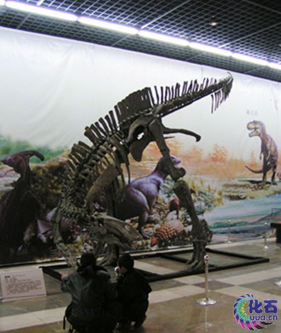黑龍江滿州龍化石