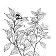 狹葉茶 狹葉茶