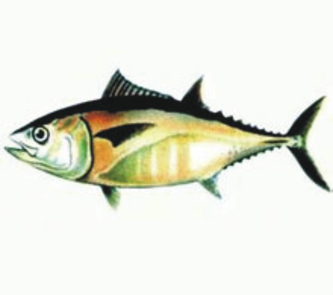 馬蘇鮪魚(5張)