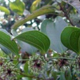 粉背菝葜