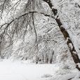 坐冬雪 坐冬雪