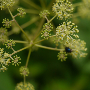 Aralia cachemirica