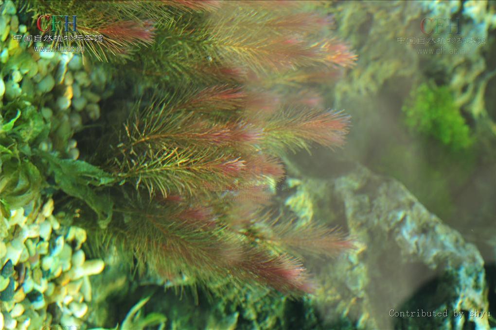 水盾草屬 水盾草屬