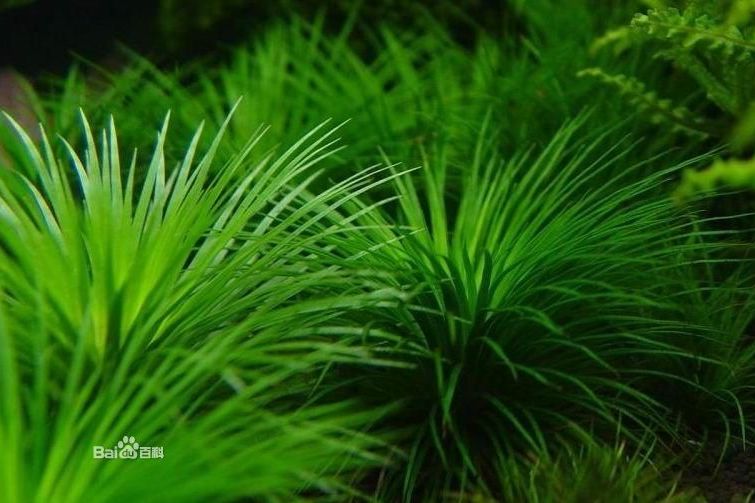 谷精草科 谷精草科