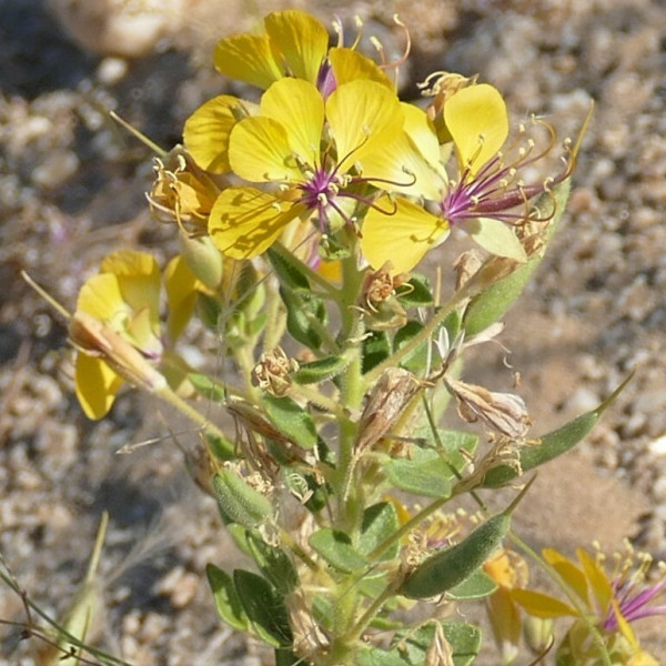 Cleome carnosa