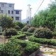龍峰村(福建省建甌市小橋鎮龍峰村) 龍峰村(福建省建甌市小橋鎮龍峰村)