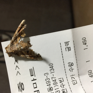 漆尾夜蛾