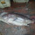 毛鱨魚 毛鱨魚