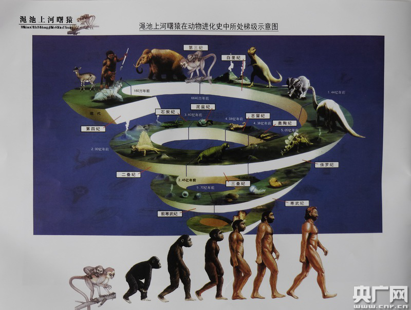 上河曙猿在動物進化中的階梯位置