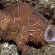 迷幻躄魚 迷幻躄魚