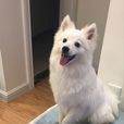 銀狐犬(狐狸犬)