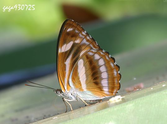 台灣單帶蛺蝶