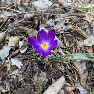 Crocus imperati