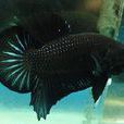 黑鬥魚 黑鬥魚