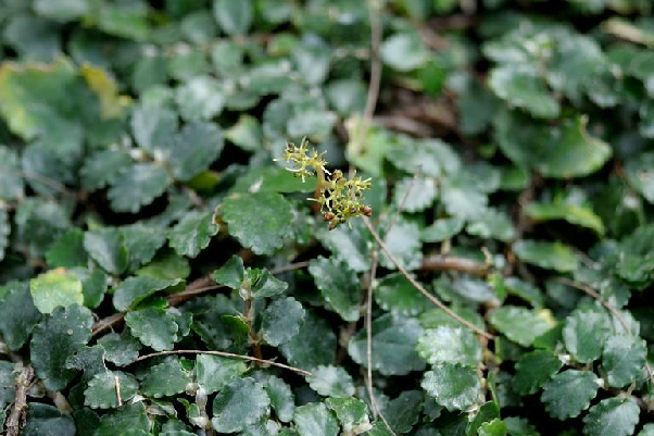 吐煙花(中藥) 吐煙花(中藥)