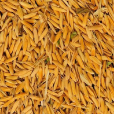 稻穀(水稻米)