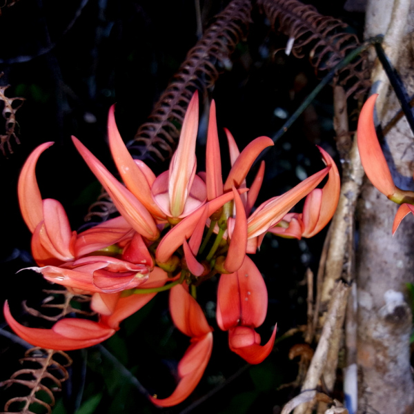 Strongylodon madagascariensis