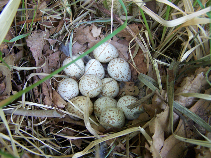 珠頸斑鶉(卵)