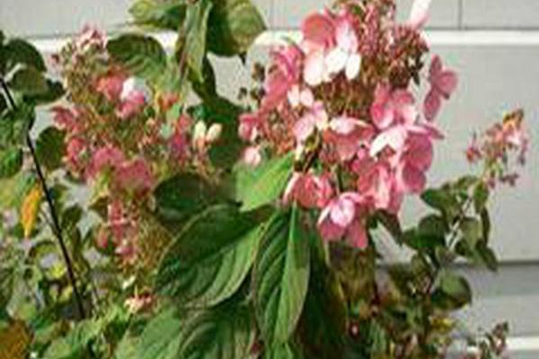 Hydrangea paniculata \x27Interhydia\x27 PINK DIAMOND Hydrangea paniculata \x27Interhydia\x27 PINK DIAMOND