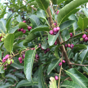 Schinus gracilipes